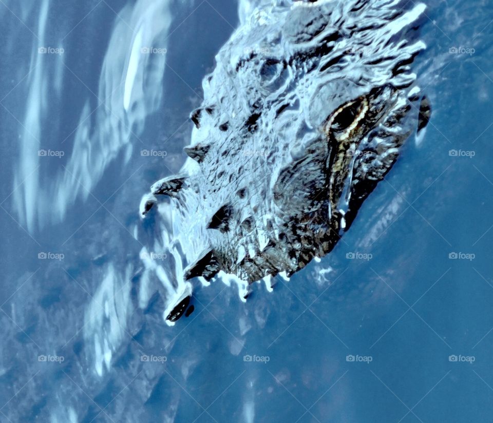 Alligator eye on you