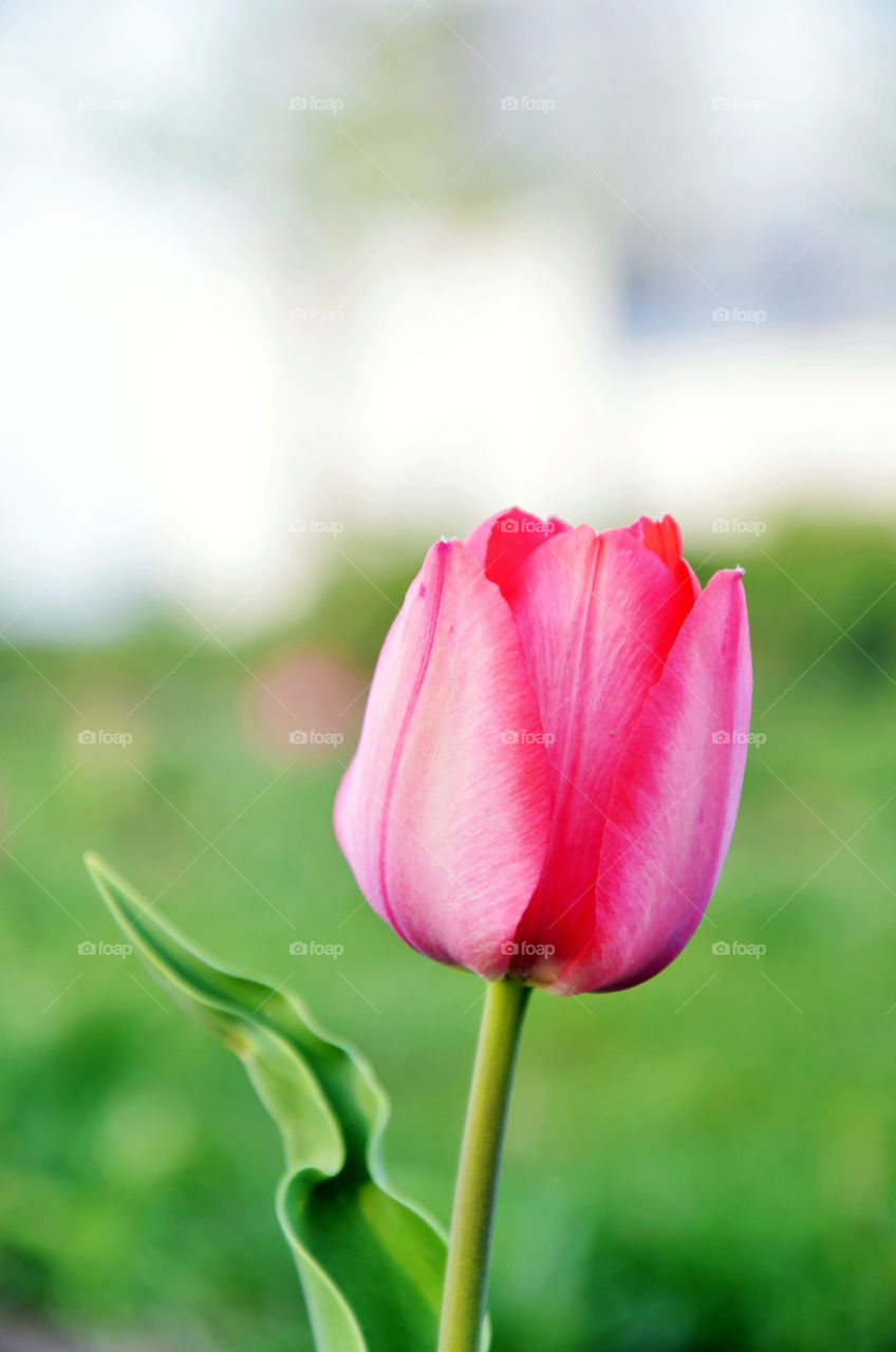 flower leaf tulip tulips by seasky