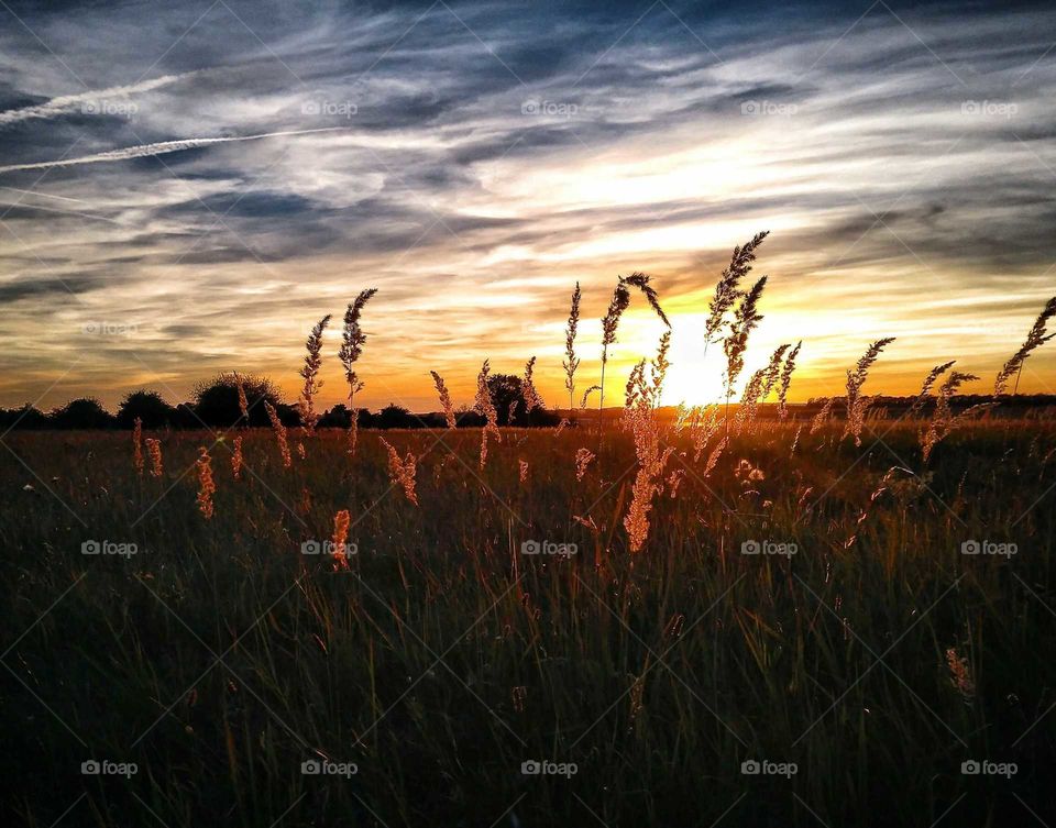 summer meadow at golden sunset