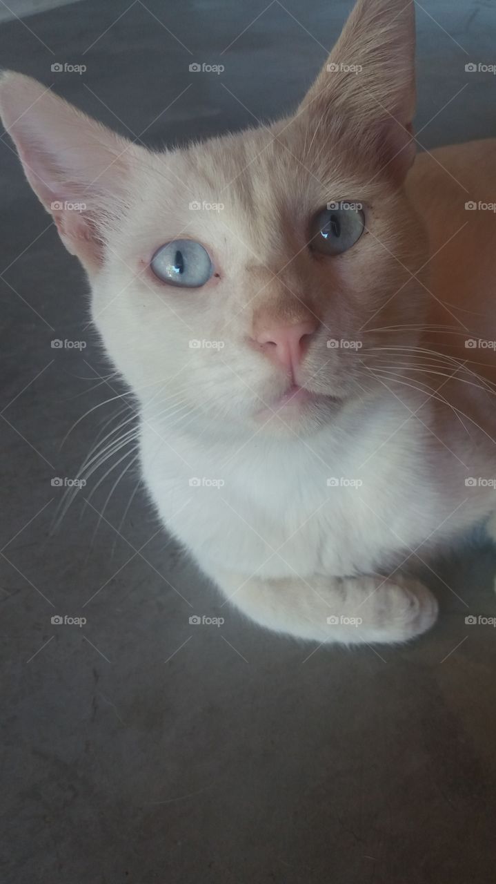 albino blue eyed cat..