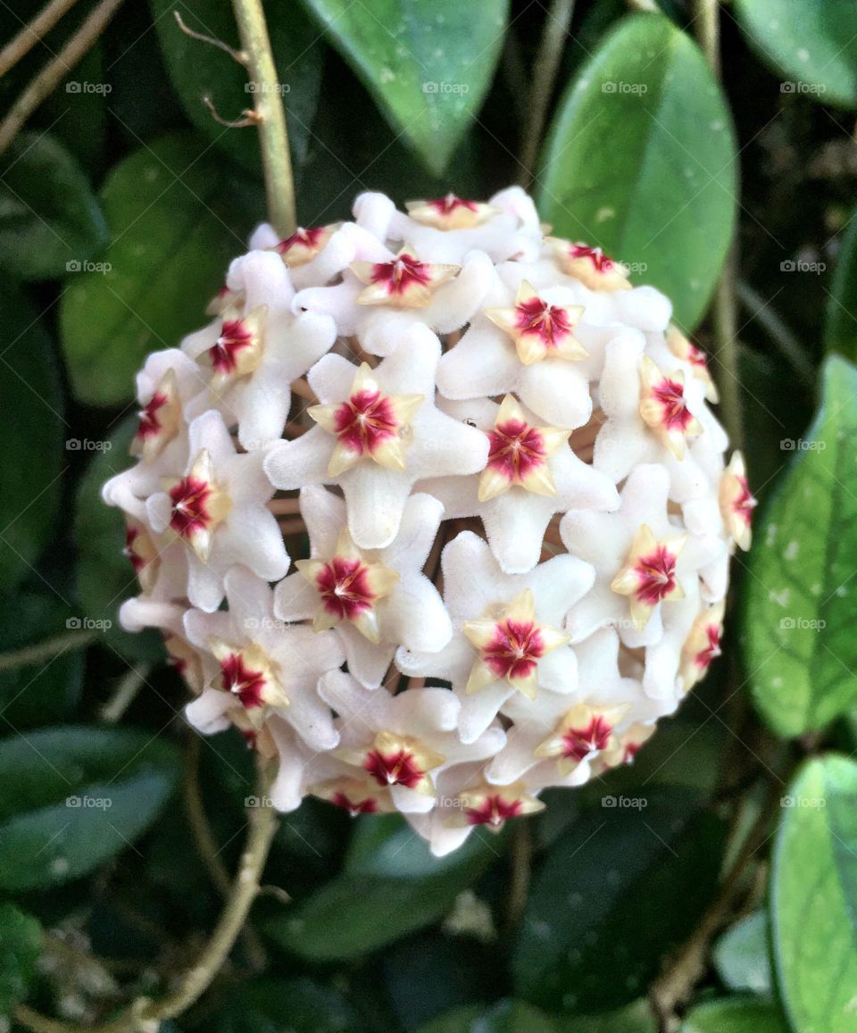 Ball of Hoya 