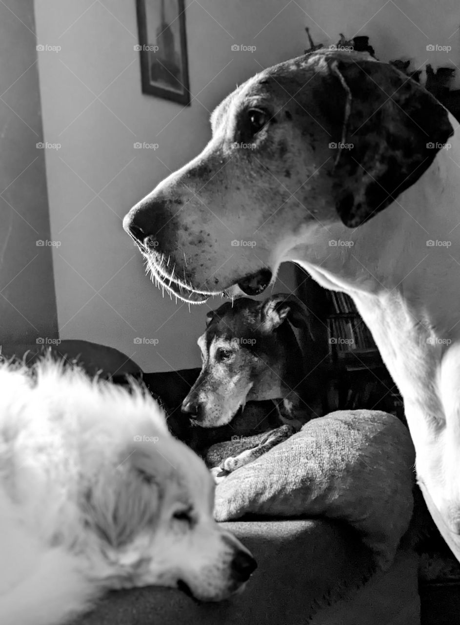 it was a stormy day here in CA and our Great Dane and our mixed Great Dane were a little anxious and one was looking out the window whereas our Great Pyrenees took a nap. I used my new Google Pixel 7.