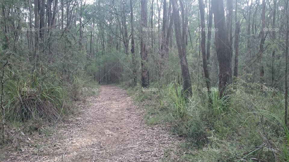 walk into the Australian bush
