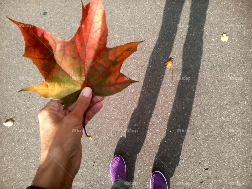 Fall, Leaf, Asphalt, Nature, Street