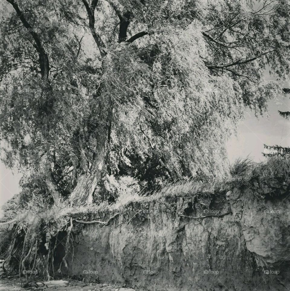 Willow tree