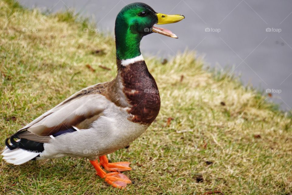 Mallard duck quacking 