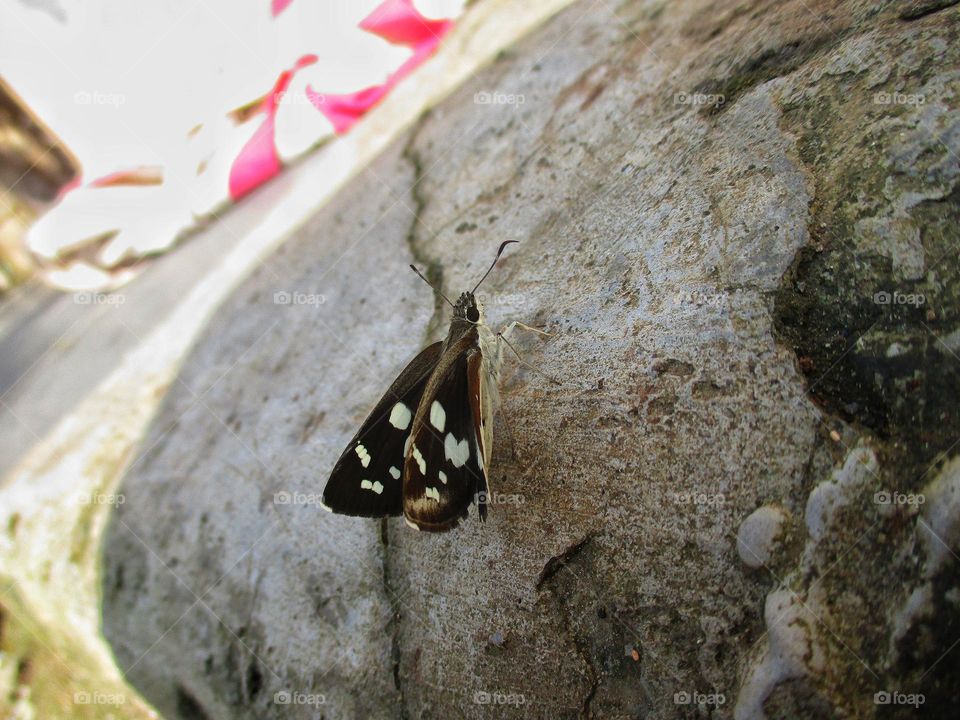 A small Udaspes folus butterfly perched on the terrace