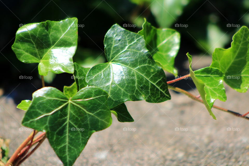 This is a up close picture of ivy vine leaves in the warm summer sun. 