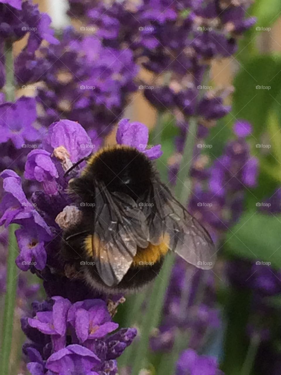Bumblee bee on lavender