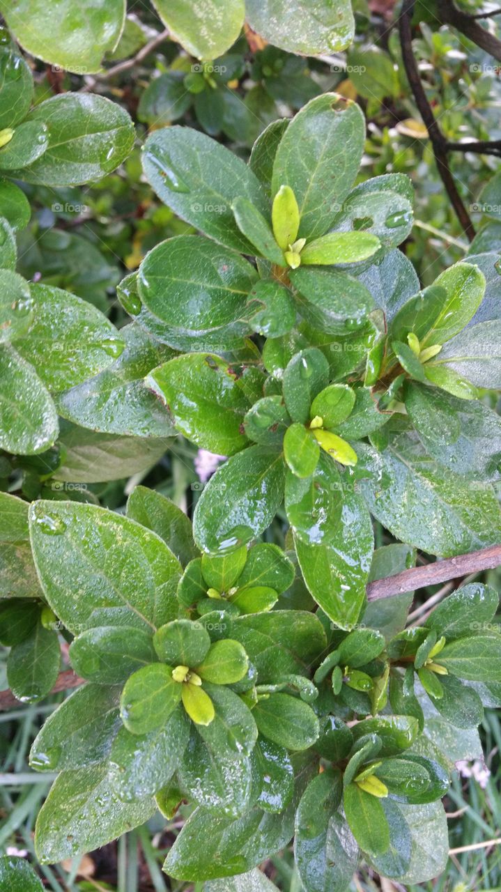 Azalea leaves