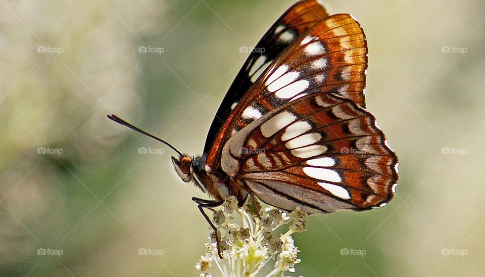 a brown and white butterfly sitting on a perch