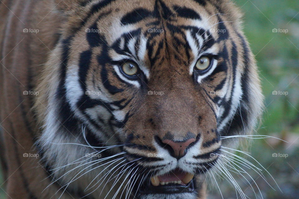 Beautiful Tiger eyes