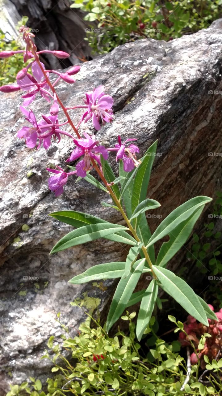 mountain flowers
