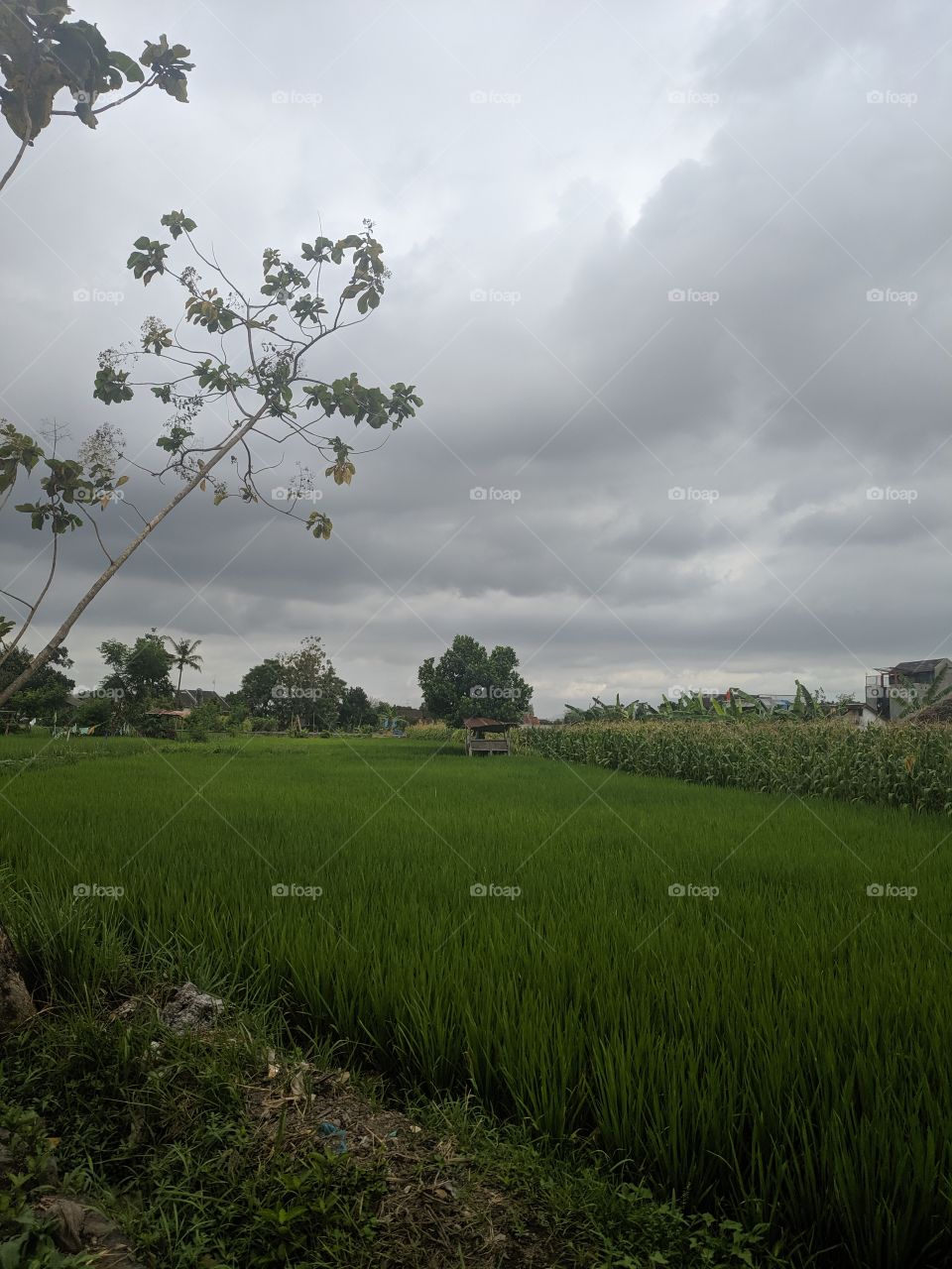 beautiful rice field views