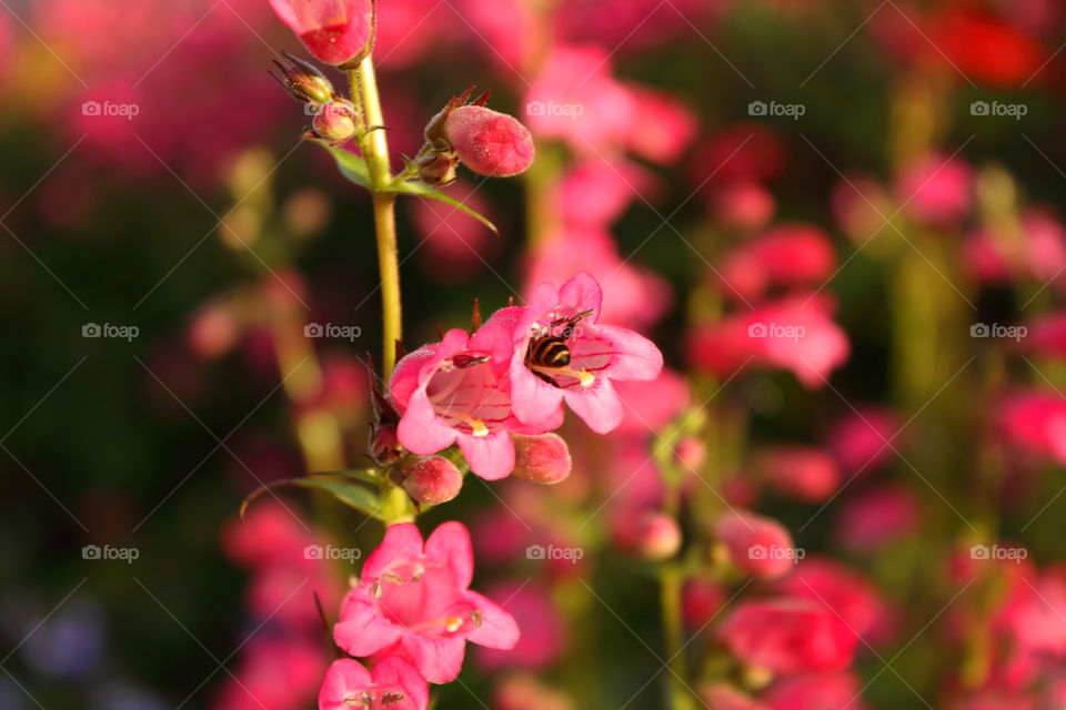 flowers  with bee