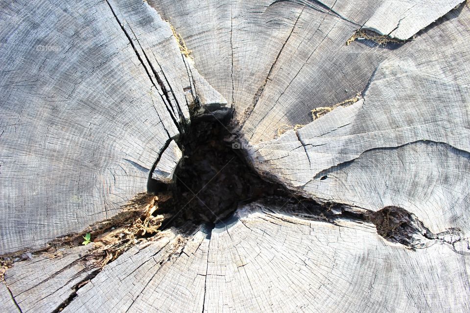 Tree stump 