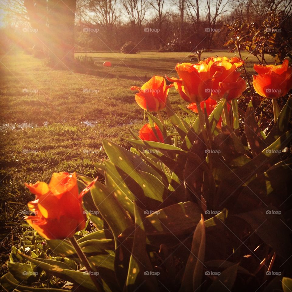 Tulips. Orange tulips