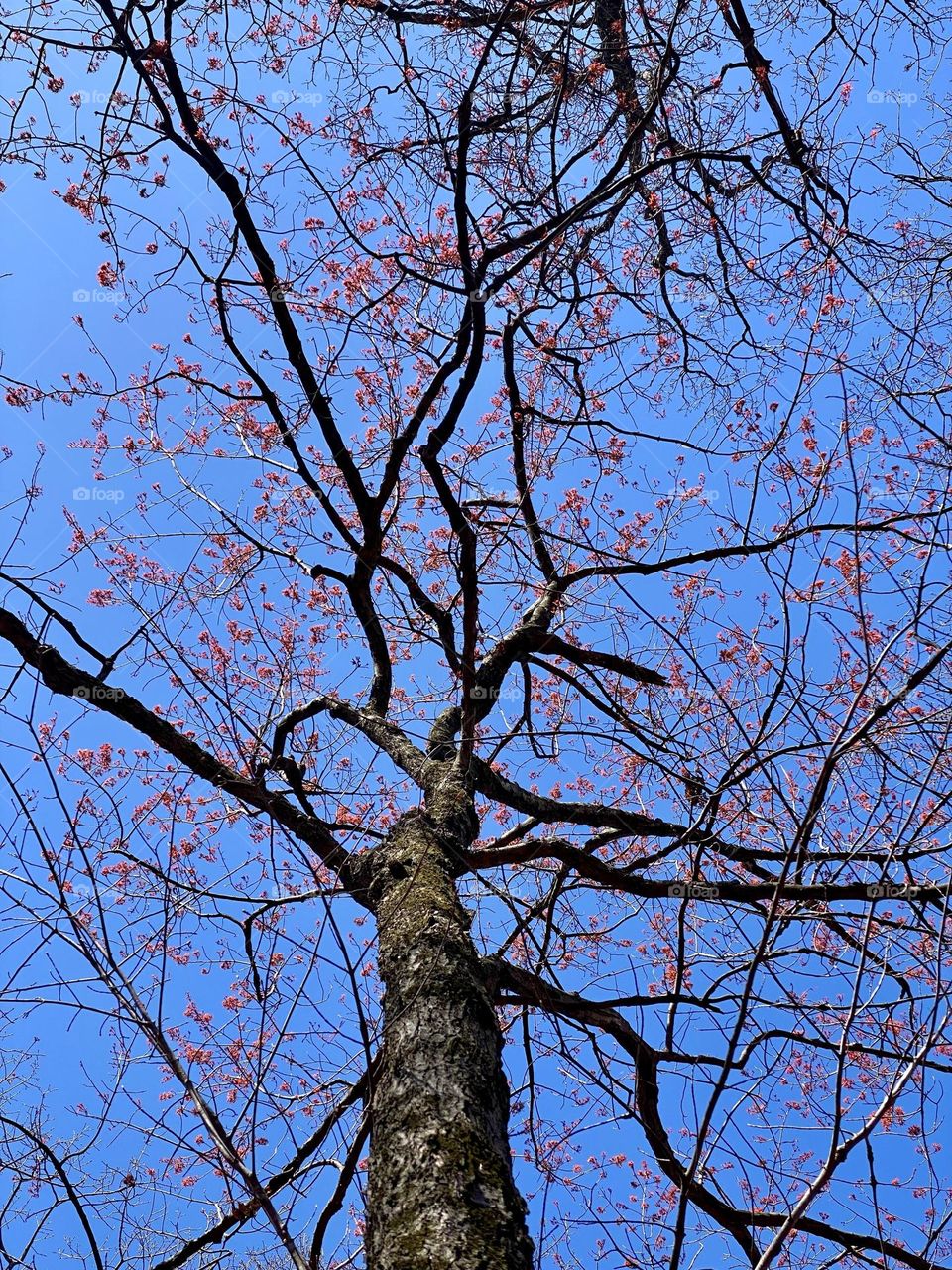 A tree covered in bright red leaf buds