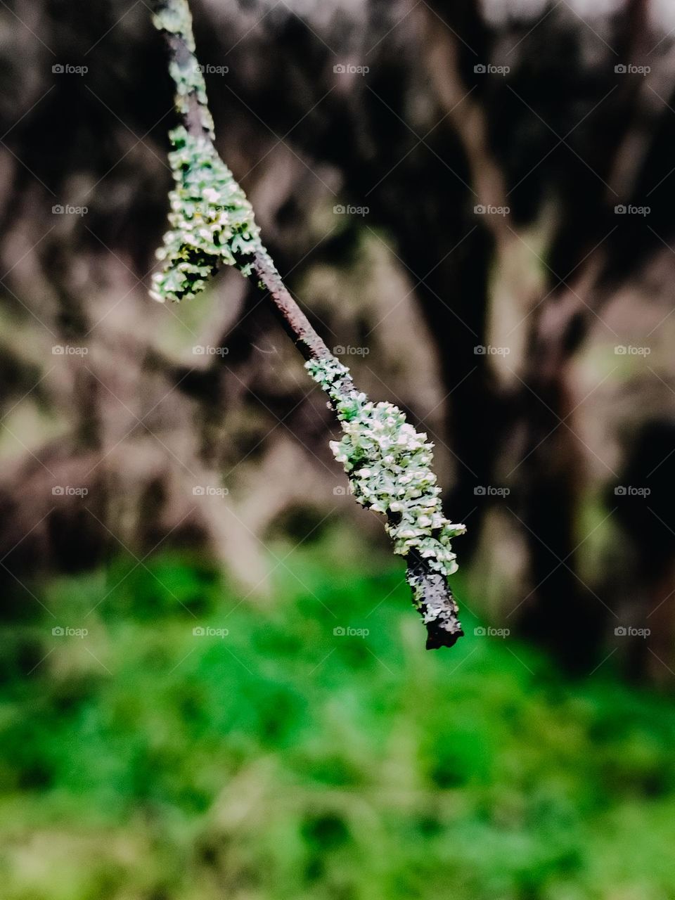 Tree branch covered with lichen on the green brown background, nature details