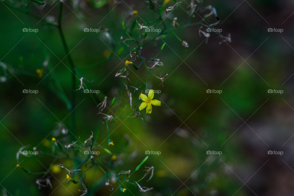 Yellow flower in green leafs background 