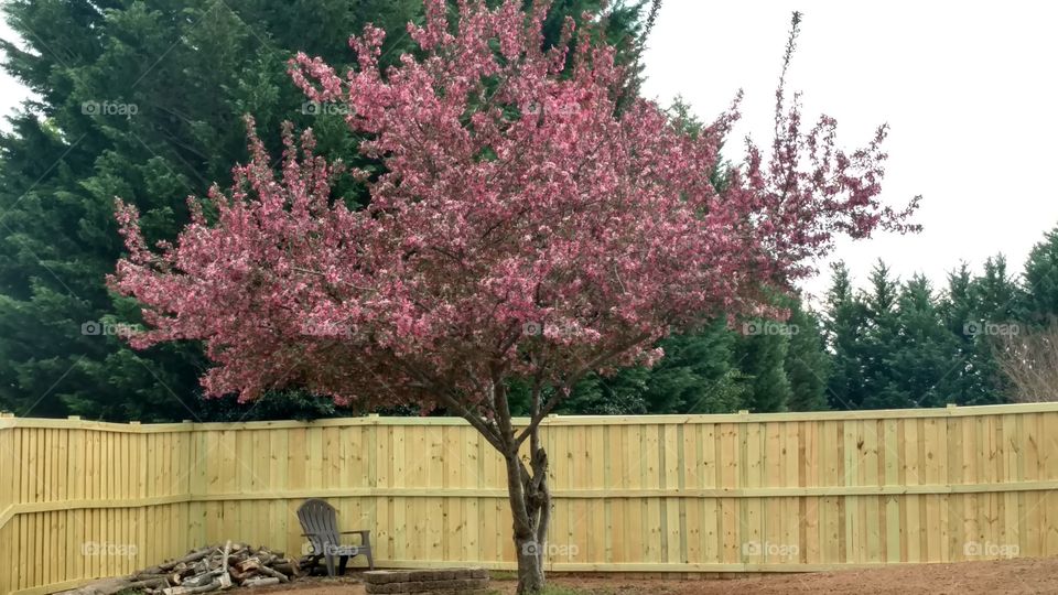 Tree, Flower, Season, Cherry, Park