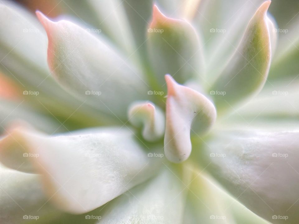 Natural backgrounds, succulent inspiration 