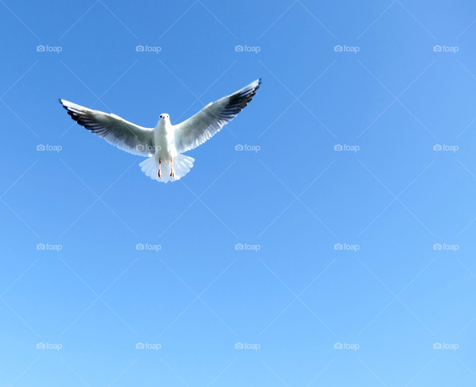 wingsapan of a seagull