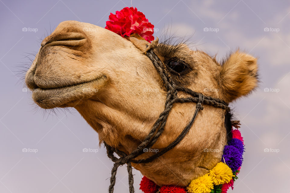 A decorated female camel on the annual King Abdulaziz Camel Festival, Saudi Arabia