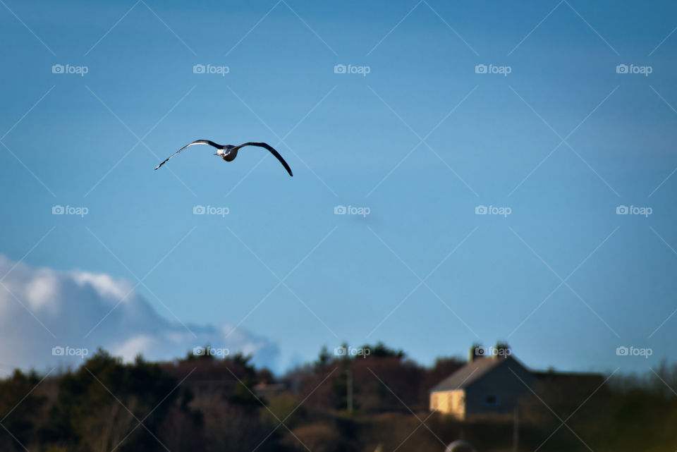 Flying seagull