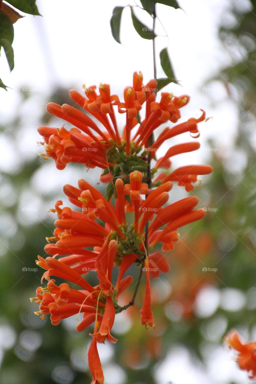 Wealth and auspiciousness,firerackers and flowers