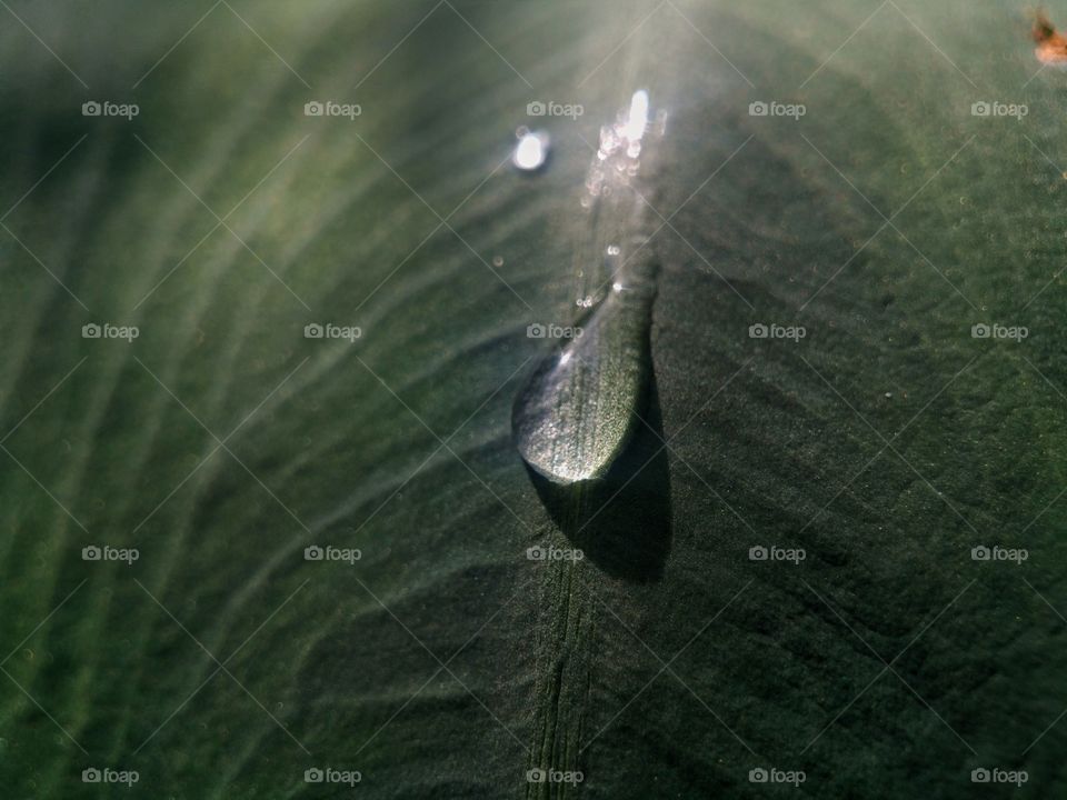 morning dew on the leaves