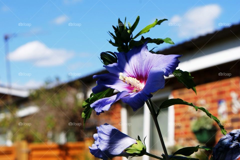 Purple flower