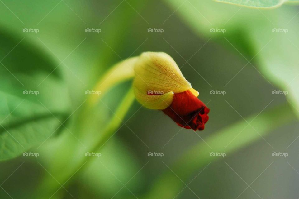 a red baby capuchinha in the garden