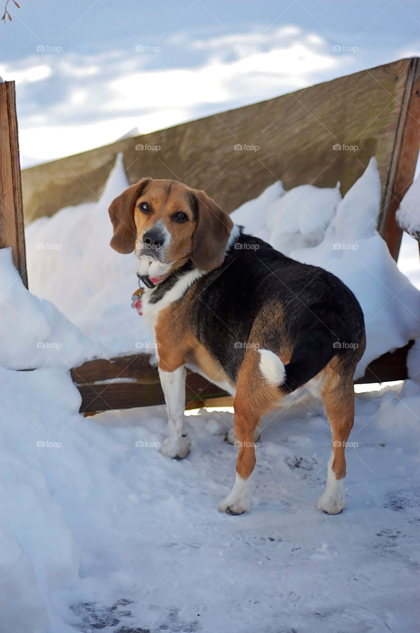 Snow Princess