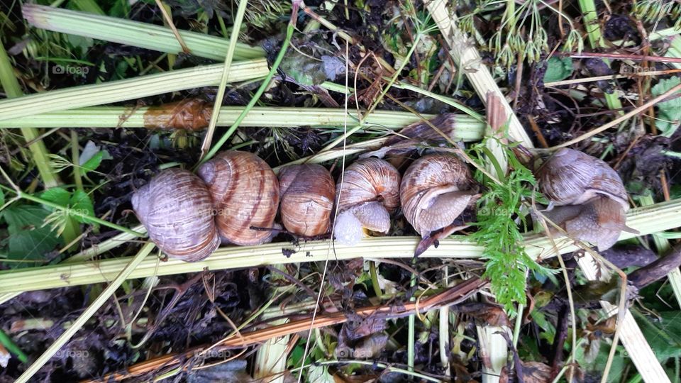 snails in nature