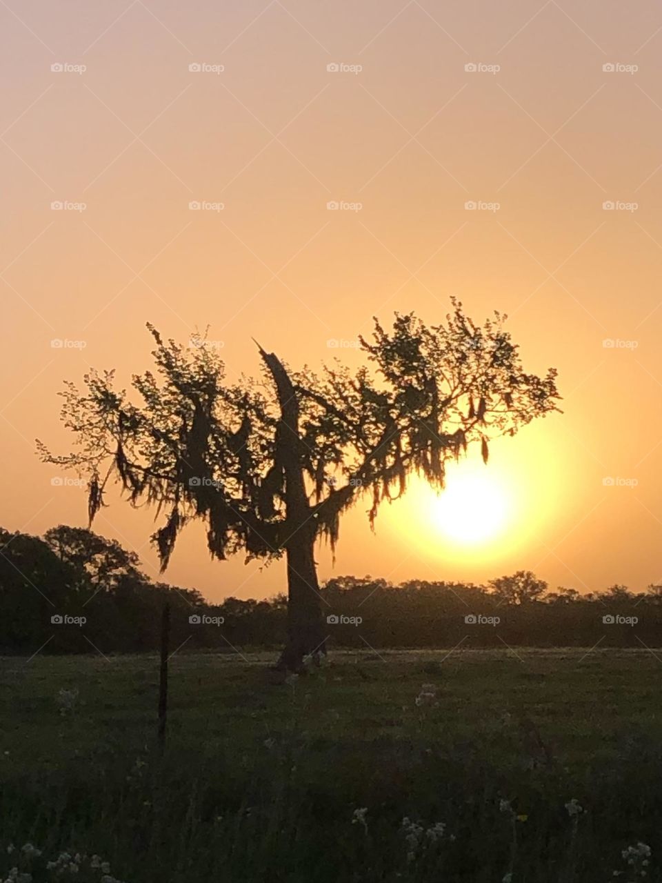 Beautiful sunrise in Texas this morning! Love this tree in the foreground 🔆