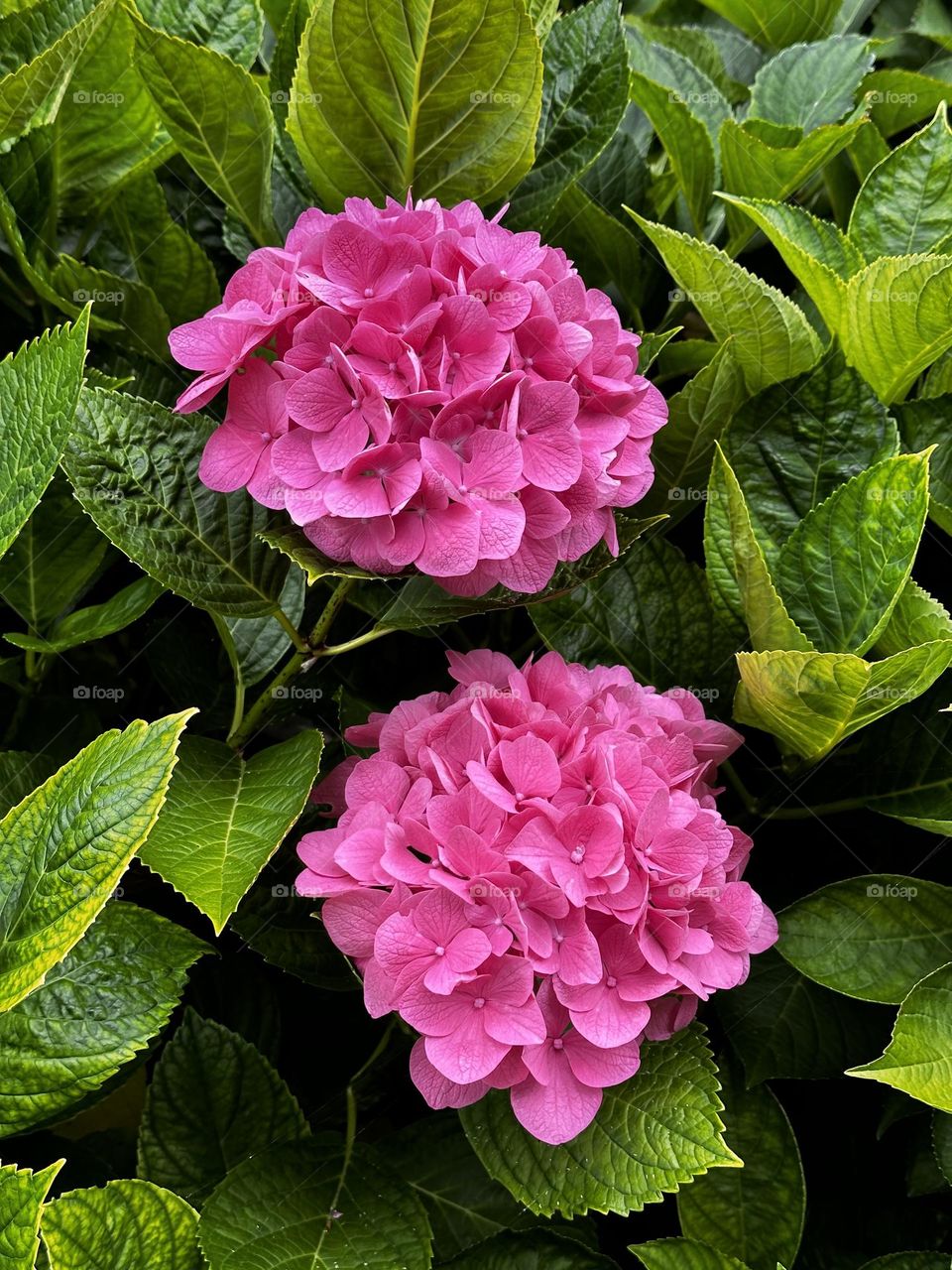 Hortensia