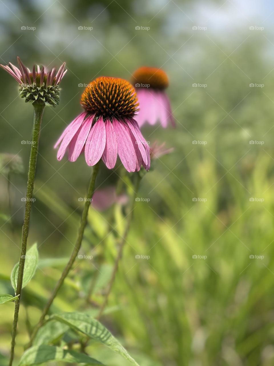 Closeup of a purple coneflower in a field during the spring 