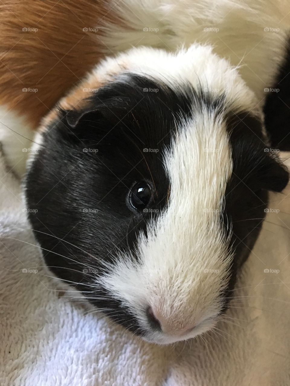 Close-up of guinea pig
