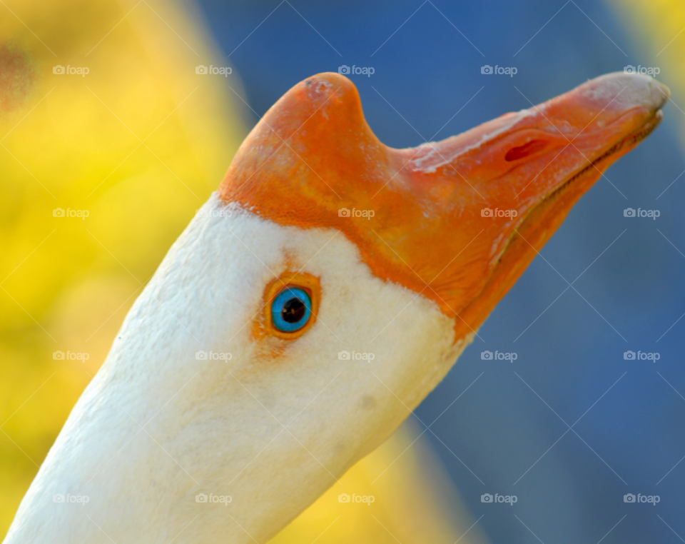 bird goose goose macro white goose by lightanddrawing