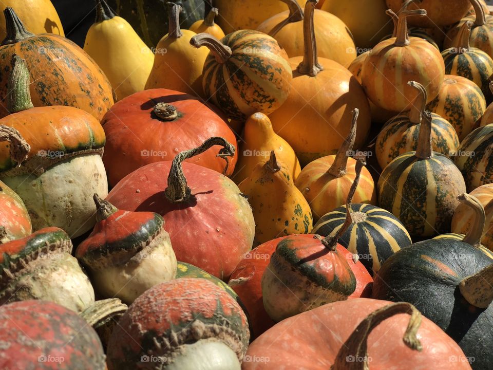 Pumpkins 