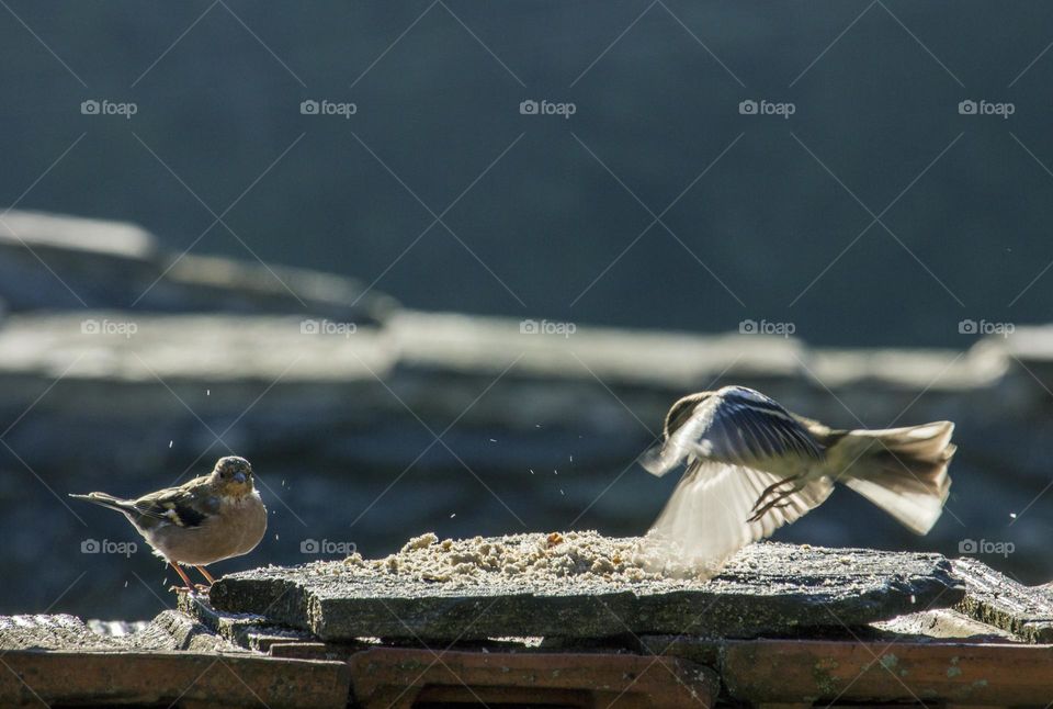 Birds at my country yard