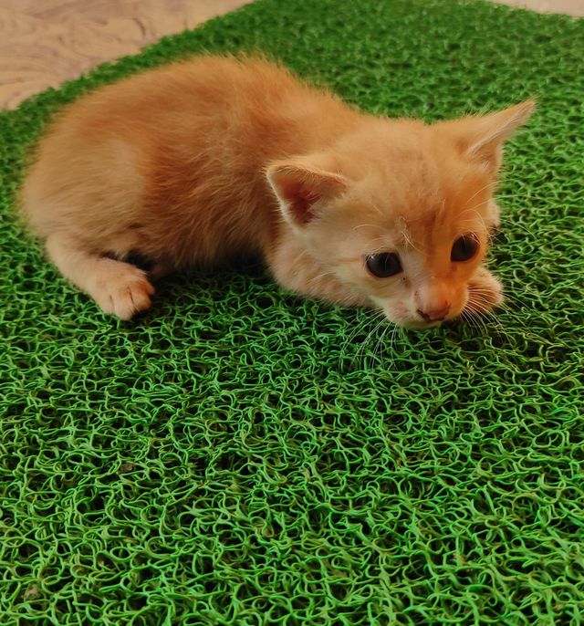 Cute Kitten