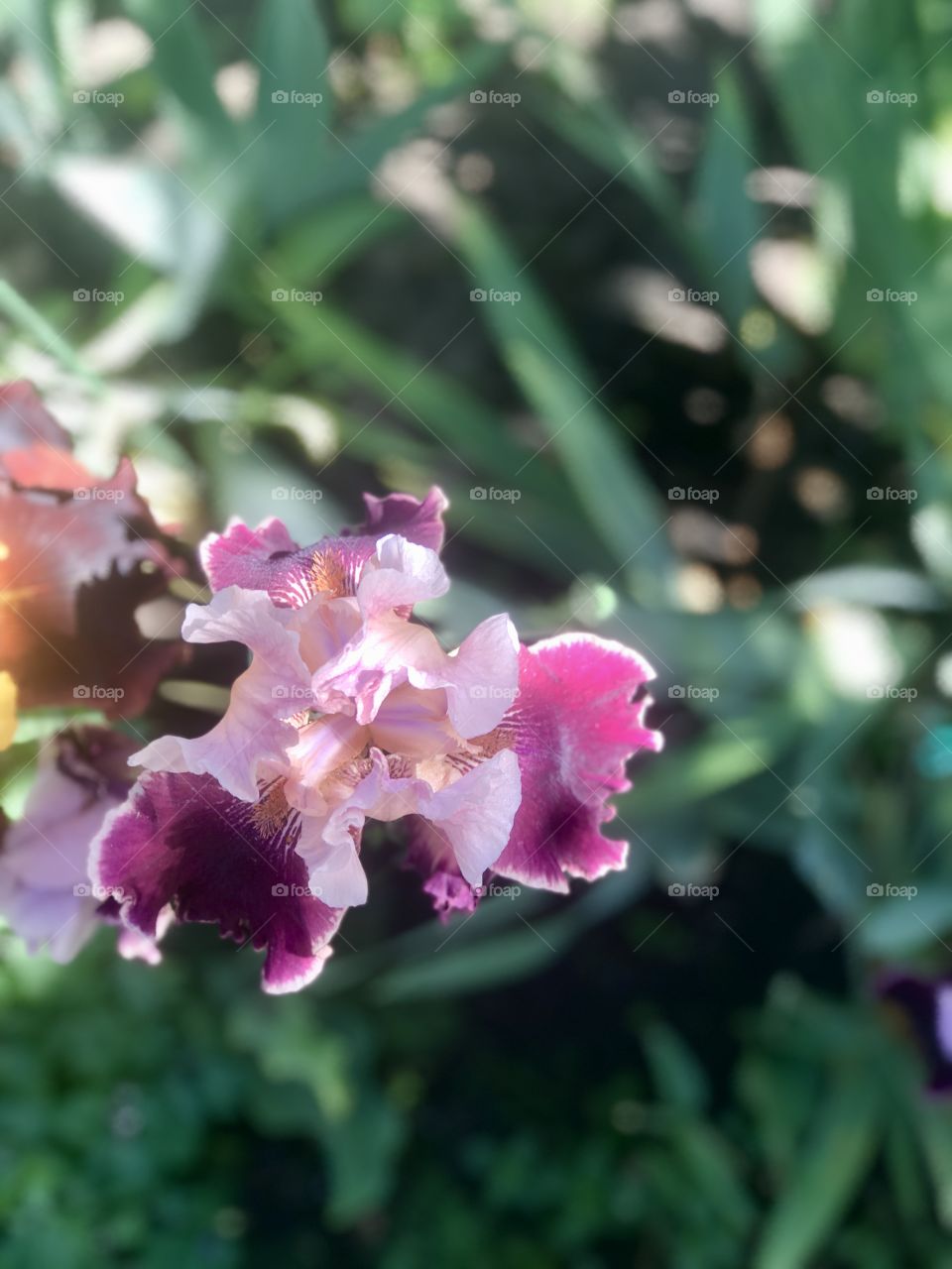 beautiful flowering irises in the garden