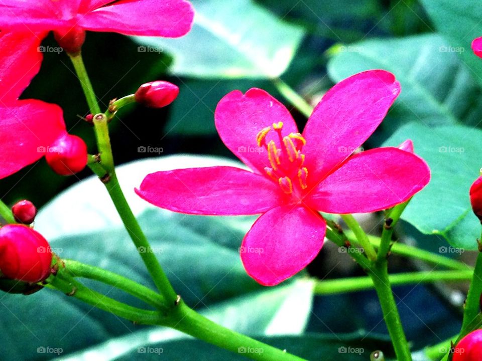 Sweet pink flower