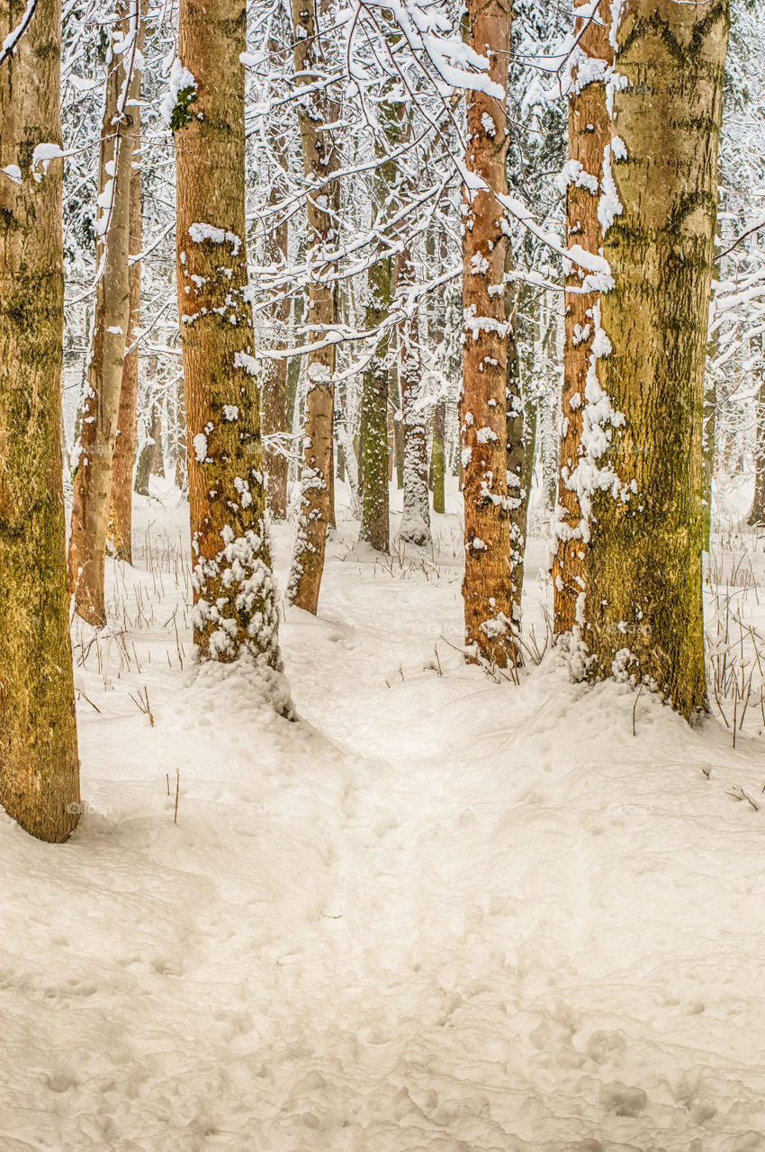 Trees during winter