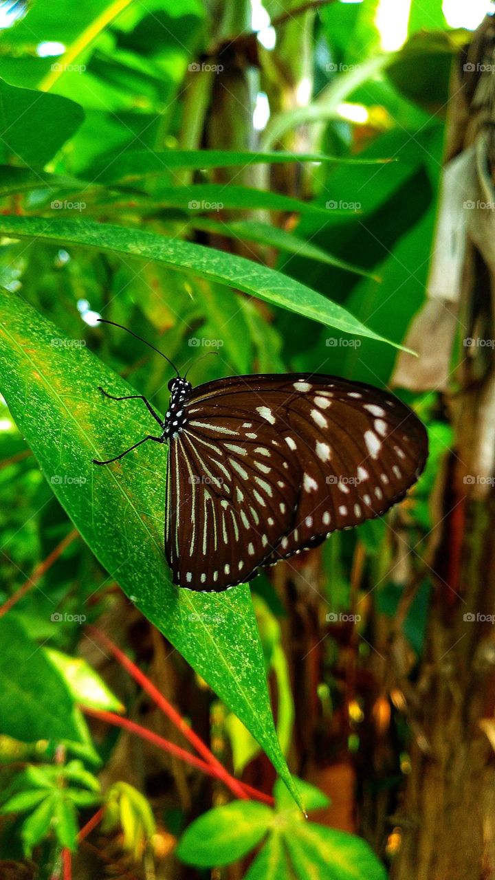 Beautiful butterfly perched on a leaf