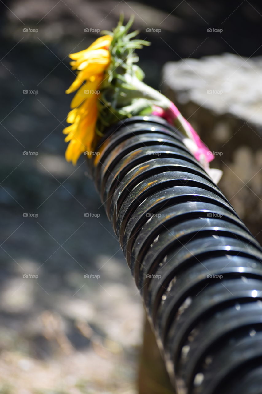 Sunflower Memorial