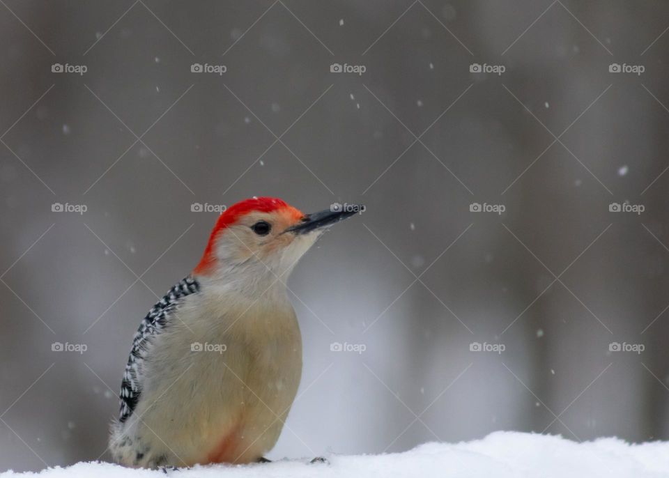 Red Bellied Woodpecker on a snowy day