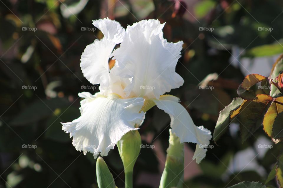 Single pure white iris with leaves in background 